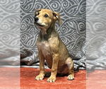 Small #1 Mutt