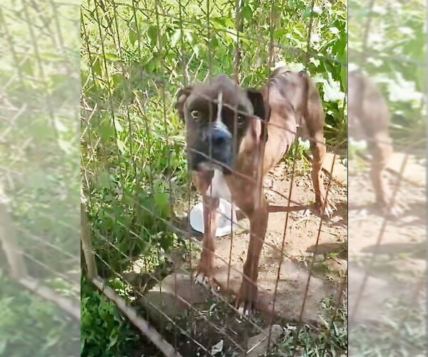Medium Photo #6 Boxer Puppy For Sale in Dumont, NJ, USA