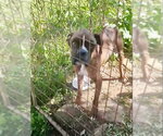 Small #5 Boxer