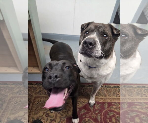 Medium Photo #8 Mutt Puppy For Sale in NEWPORT NH, NH, USA