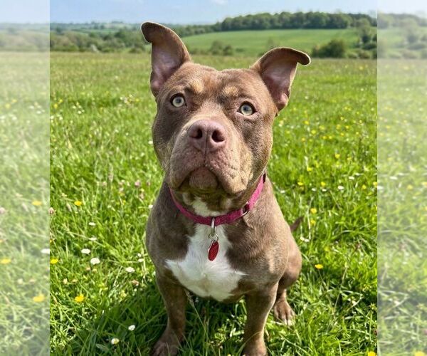 Medium Photo #1 Mutt Puppy For Sale in Martinsburg, WV, USA