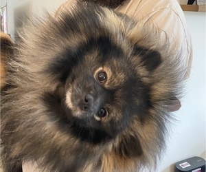 Father of the Pomeranian puppies born on 08/15/2022