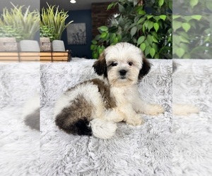 ShihPoo Puppy for sale in GREENFIELD, IN, USA