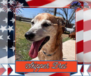 Skipper Drei - Male Chiweenie Dog for Adoption - Photo #5