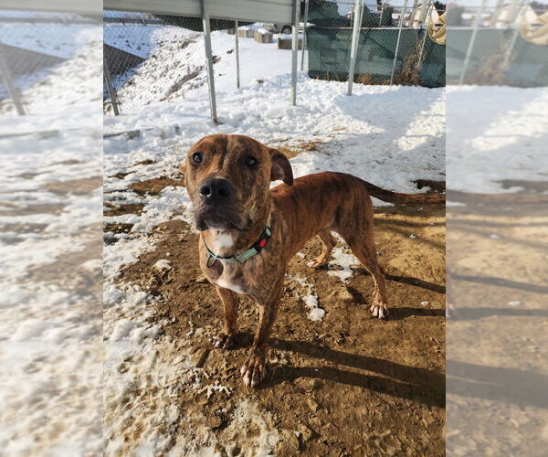 Medium Photo #7 Mutt Puppy For Sale in Evansville, IN, USA