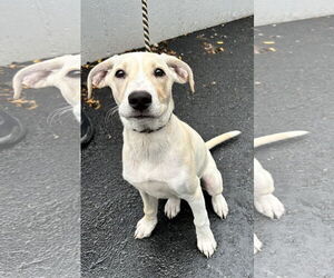 Labrador Retriever-Unknown Mix Dogs for adoption in Sterling, MA, USA