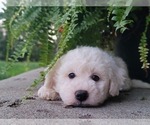 Small Photo #2 Bichon Frise Puppy For Sale in MANES, MO, USA
