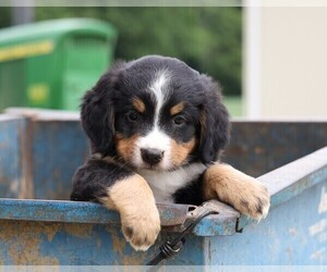 Bernese Mountain Dog Puppy for sale in FREDERICKSBG, OH, USA