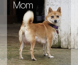 Mother of the Shiba Inu puppies born on 10/11/2021
