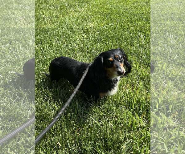 Medium Photo #1 Dachshund Puppy For Sale in York, SC, USA