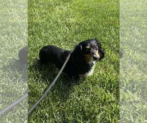 Dachshund Dogs for adoption in York, SC, USA