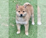 Puppy Ophelias boy Shiba Inu