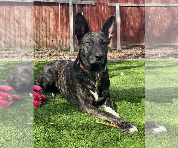 Medium Photo #12 Holland Shepherd-Unknown Mix Puppy For Sale in Sandy, UT, USA