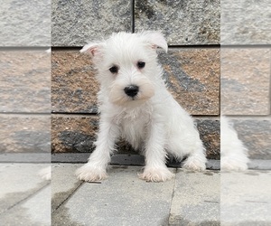 Schnauzer (Miniature) Puppy for sale in CANOGA, NY, USA