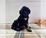 Small #2 Bernedoodle (Miniature)