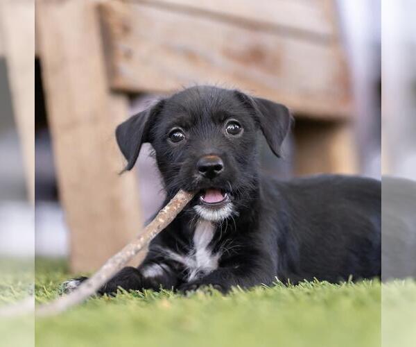 Medium Photo #6 Mutt Puppy For Sale in San Diego, CA, USA