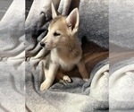 Small Photo #8 German Shepherd Dog-Siberian Husky Mix Puppy For Sale in BEAUMONT, CA, USA