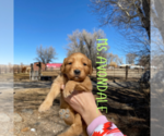Small Photo #12 Golden Retriever Puppy For Sale in COLORADO SPRINGS, CO, USA