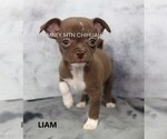 Image preview for Ad Listing. Nickname: Liam
