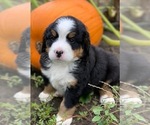 Small Photo #1 Bernese Mountain Dog Puppy For Sale in WAVERLY, IA, USA