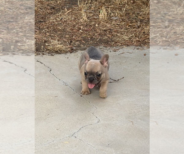 Medium Photo #4 French Bulldog Puppy For Sale in PITTSBURG, CA, USA