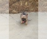 Small #3 French Bulldog