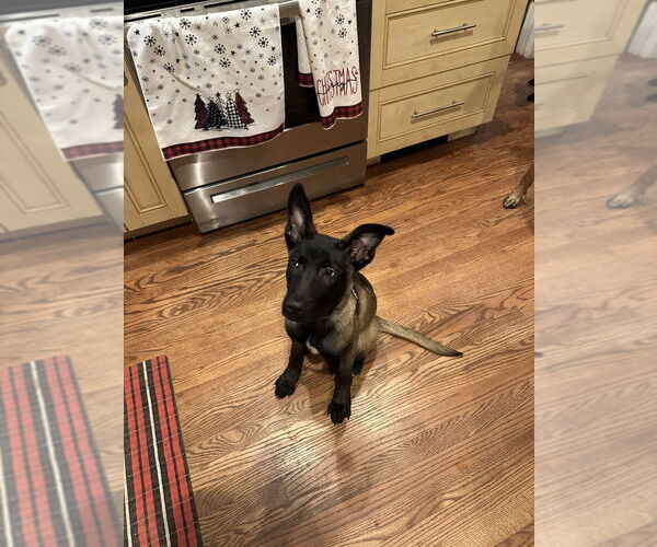 Medium Photo #1 Mutt Puppy For Sale in Imlay City, MI, USA