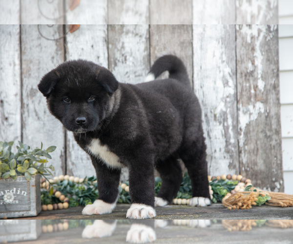 Medium Photo #12 Akita Puppy For Sale in MILLERSBURG, OH, USA