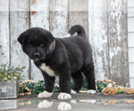 Small Photo #12 Akita Puppy For Sale in MILLERSBURG, OH, USA