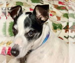 Small #1 Rat Terrier