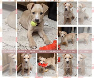 Labrador Retriever-Unknown Mix Dogs for adoption in Mesa, AZ, USA