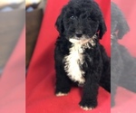 Small Photo #3 Sheepadoodle Puppy For Sale in WAVERLY, IA, USA
