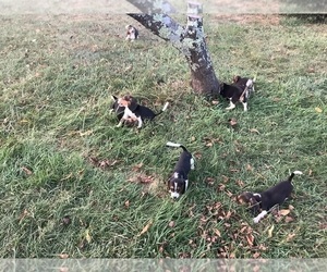 Beagle Puppy for sale in STANARDSVILLE, VA, USA