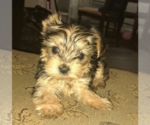 Yorkshire Terrier Puppy for sale in KENNESAW, GA, USA