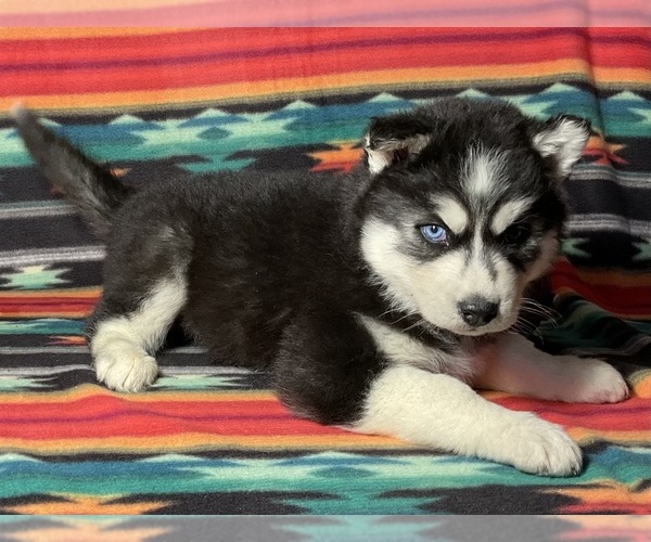 Medium Photo #10 Siberian Husky Puppy For Sale in LAWNDALE, NC, USA