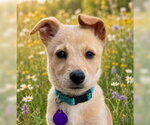Small #5 Mutt