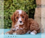 Small Cavapoo