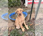 Small Labrador Retriever Mix