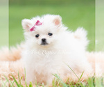 Small #6 Pomeranian