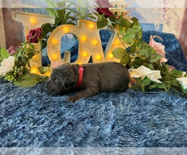 Medium Photo #2 Cane Corso Puppy For Sale in OOLOGAH, OK, USA