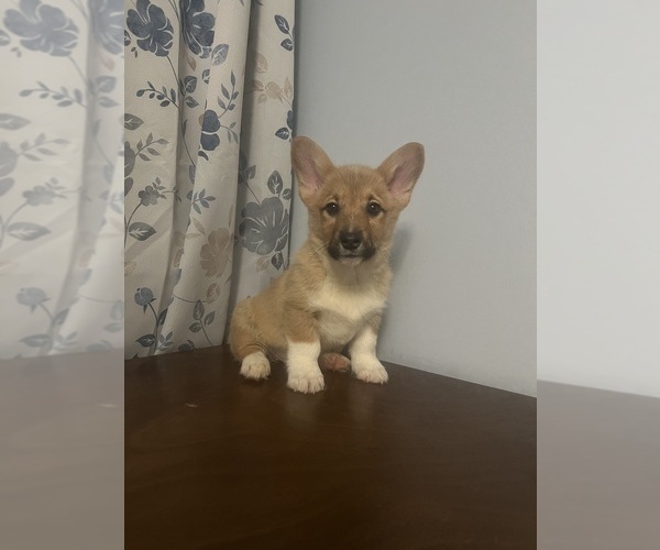 Medium Photo #11 Pembroke Welsh Corgi Puppy For Sale in DURHAM, CT, USA