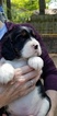 Small Photo #1 English Springer Spaniel Puppy For Sale in GERMANTOWN, TN, USA