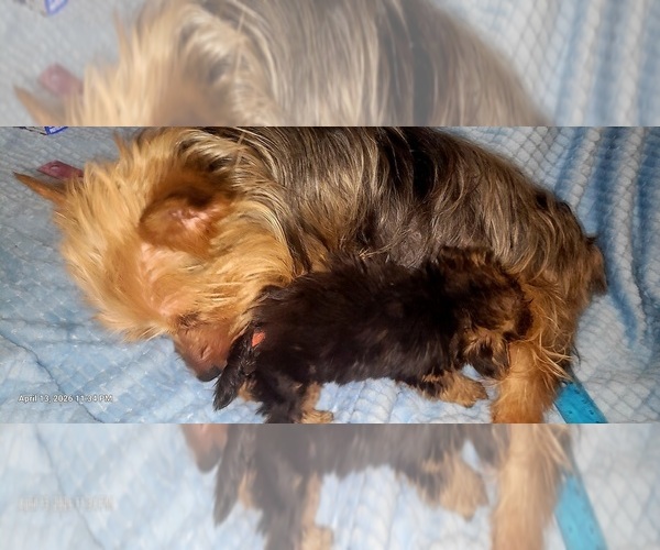 Medium Photo #153 Yorkshire Terrier Puppy For Sale in AKRON, OH, USA