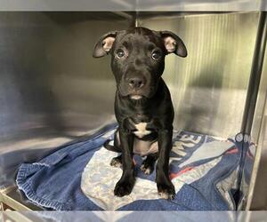 American Staffordshire Terrier-Unknown Mix Dogs for adoption in Grand Prairie, TX, USA