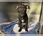 Small American Staffordshire Terrier Mix