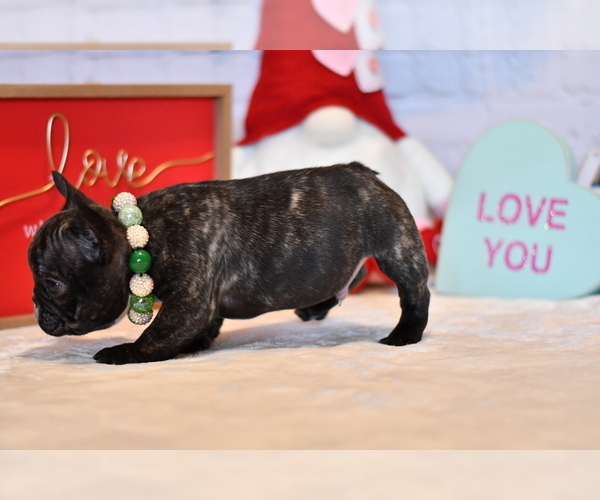 Medium Photo #5 French Bulldog Puppy For Sale in HOMESTEAD, FL, USA