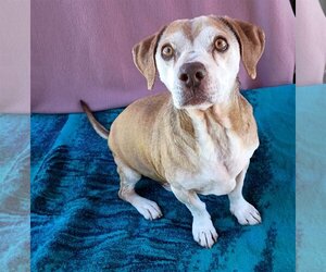Beagle-Unknown Mix Dogs for adoption in Apple Valley, CA, USA