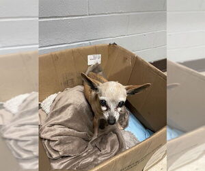 Chihuahua Dogs for adoption in Stockton, CA, USA