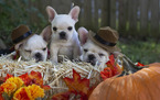 Small Photo #11 French Bulldog Puppy For Sale in GARNER, NC, USA