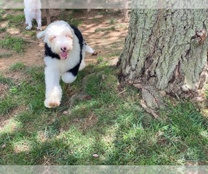 Sheepadoodle Puppy for sale in LANCASTER, PA, USA
